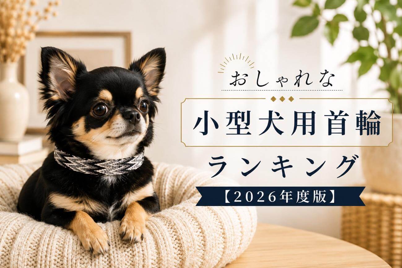 おしゃれな小型犬用首輪ランキング【2026年度版】